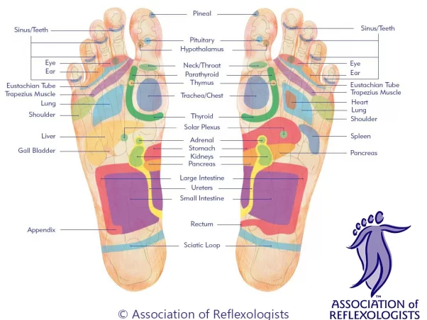 reflexology foot map